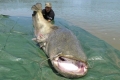 971_som-120kg
