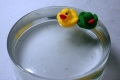 nowater_34
